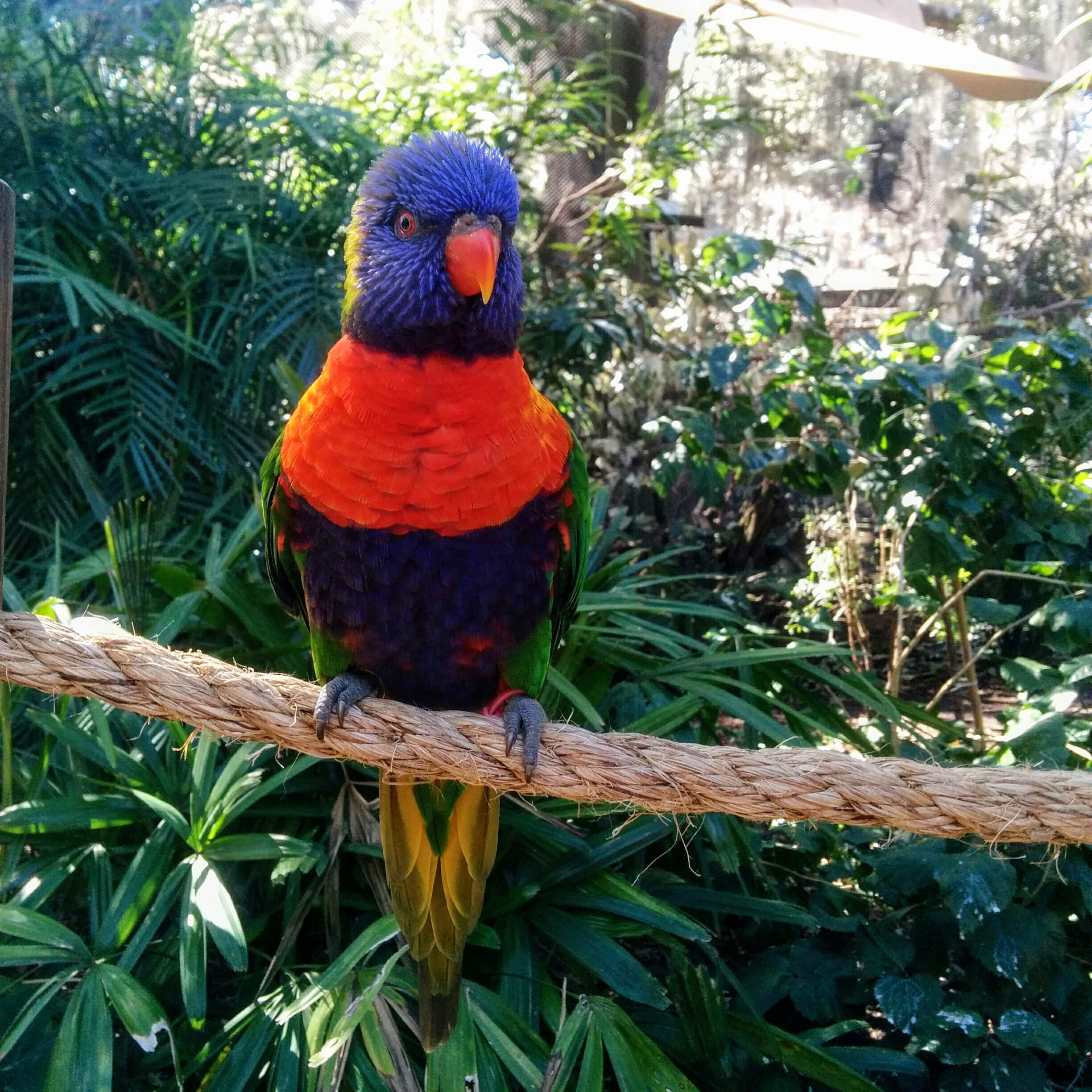 Visiting Busch Gardens Tampa Bay: A Review + Tips. - My Meena Life